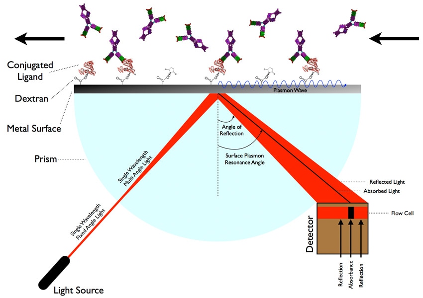 Biomolecular Interaction Analysis - Creative Diagnostics